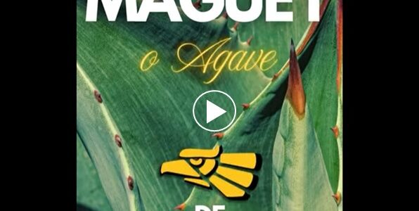 El Maguey o Agave