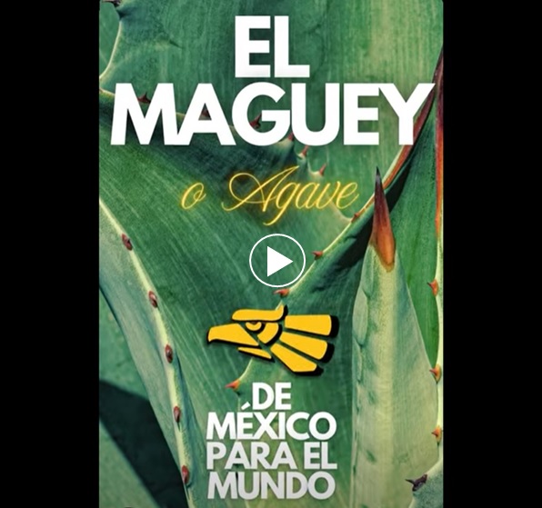 El Maguey o Agave